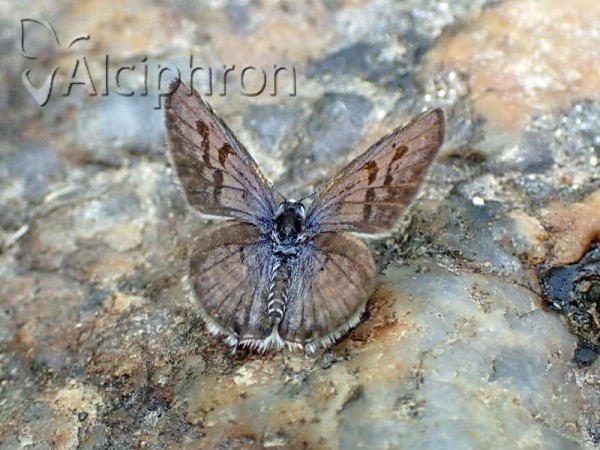 Tarucus balkanicus