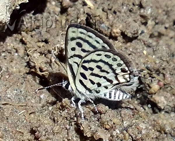 Tarucus balkanicus