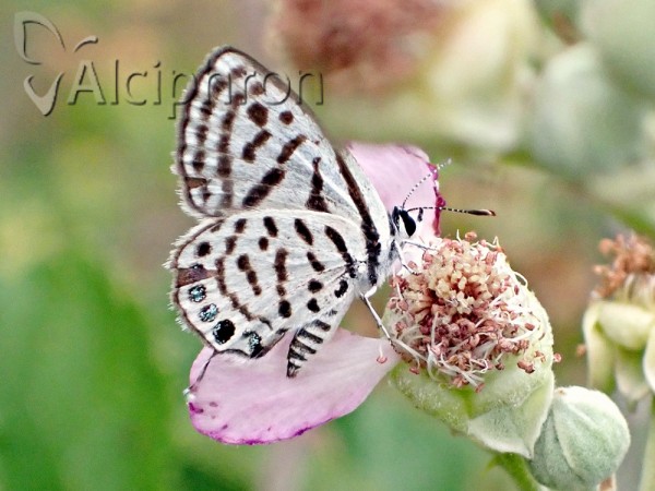 Tarucus balkanicus