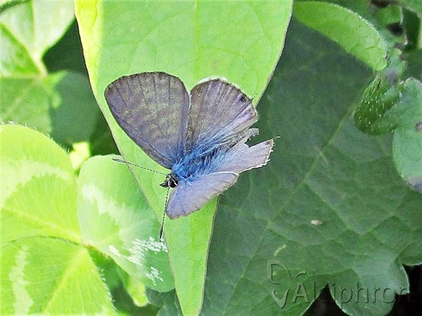 Leptotes pirithous