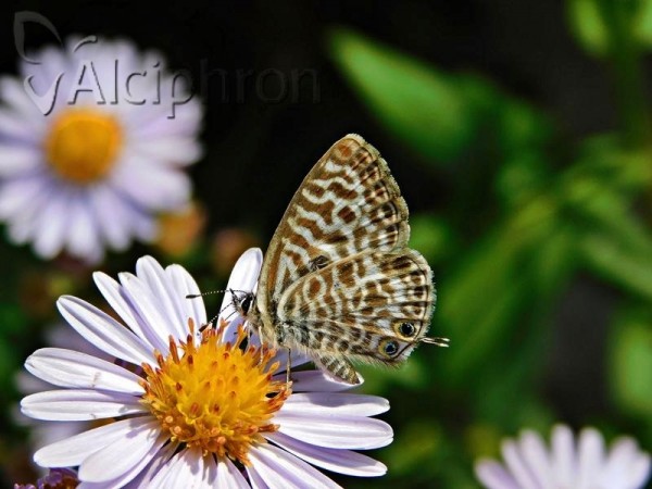 Leptotes pirithous