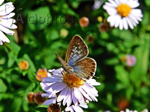 Leptotes pirithous