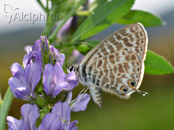Leptotes pirithous