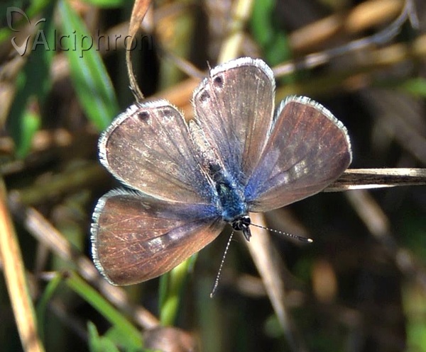 Leptotes pirithous