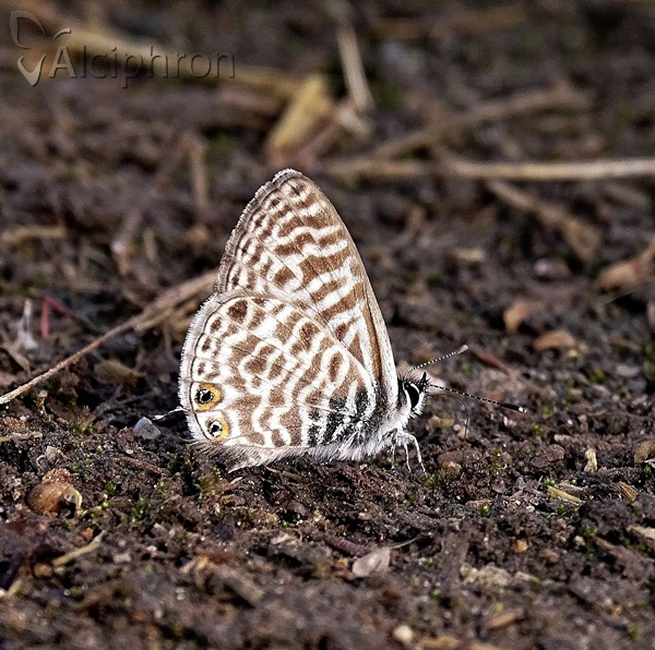 Leptotes pirithous