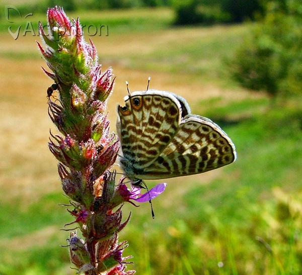 Leptotes pirithous