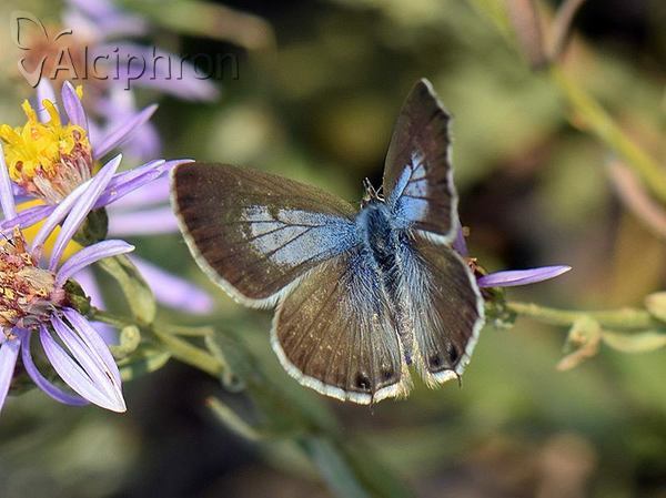 Leptotes pirithous
