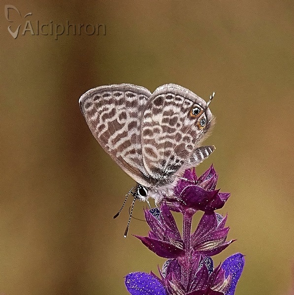 Leptotes pirithous