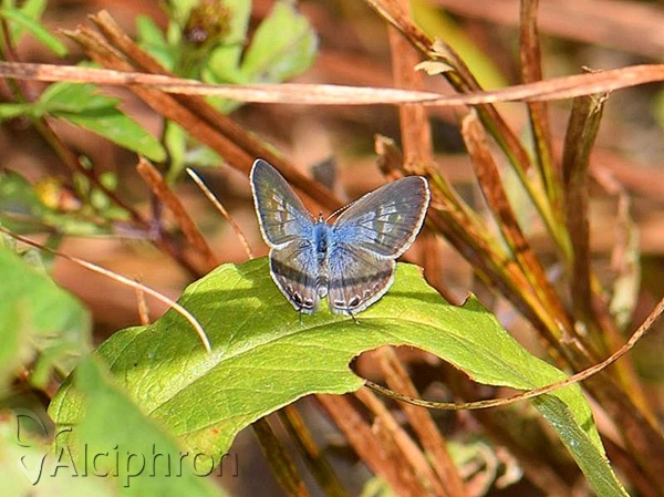 Leptotes pirithous
