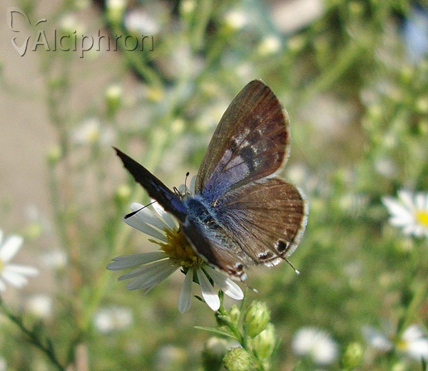 Leptotes pirithous