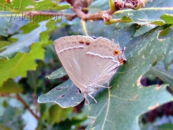 Favonius quercus
