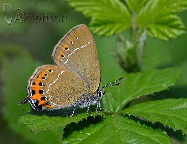 Satyrium pruni