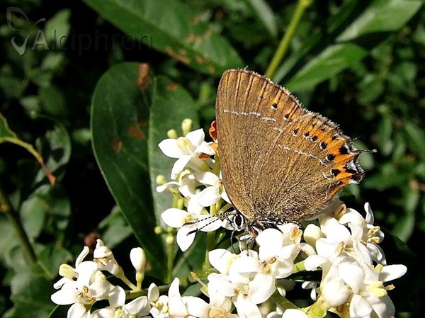Satyrium pruni