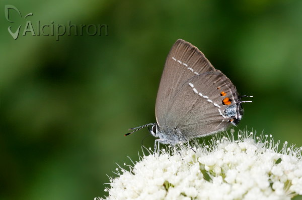 Satyrium spini