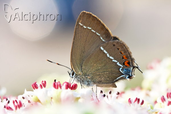 Satyrium spini