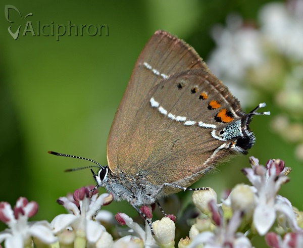 Satyrium spini