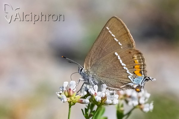 Satyrium spini