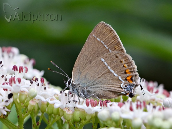 Satyrium spini