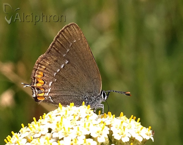 Satyrium acaciae