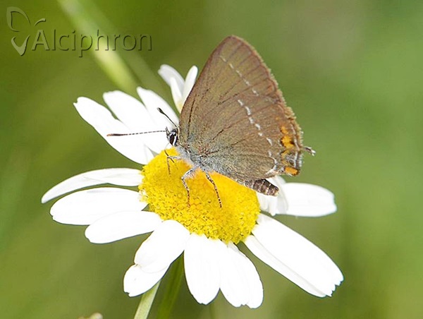 Satyrium acaciae