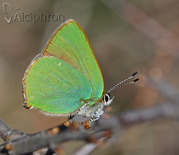 Callophrys rubi
