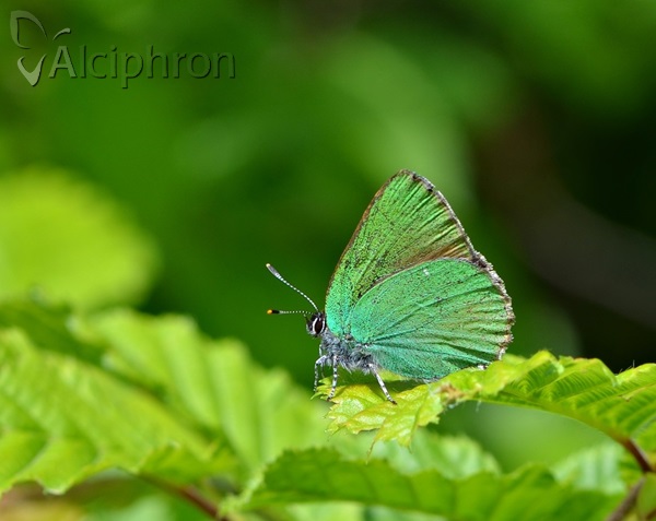 Callophrys rubi