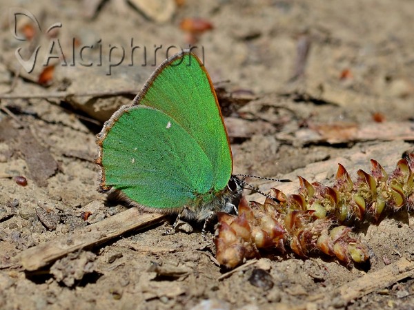 Callophrys rubi