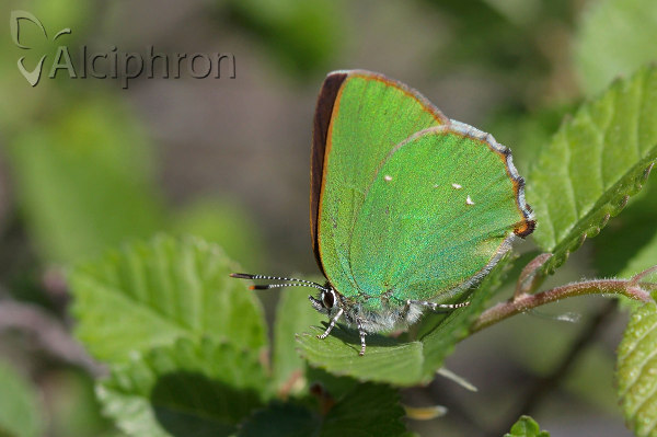 Callophrys rubi