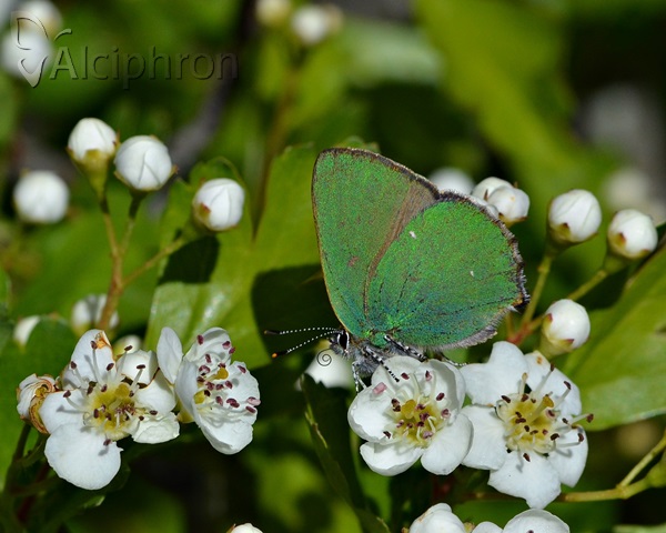 Callophrys rubi