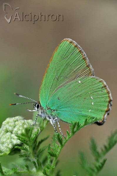 Callophrys rubi