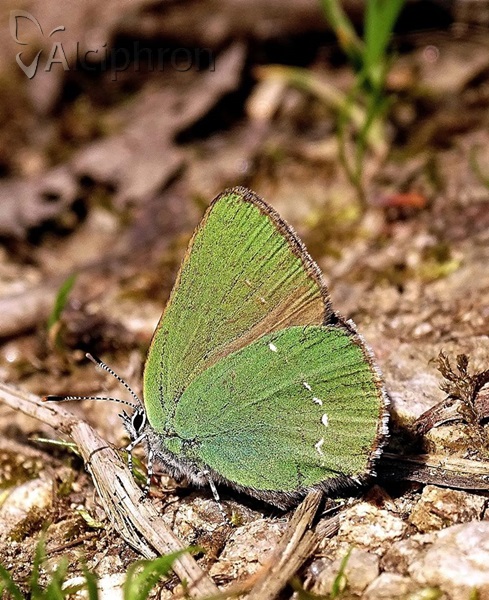 Callophrys rubi