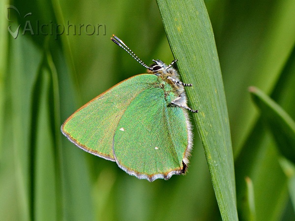 Callophrys rubi