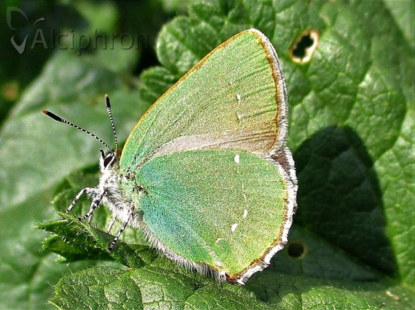 Callophrys rubi