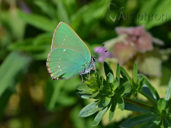Callophrys rubi