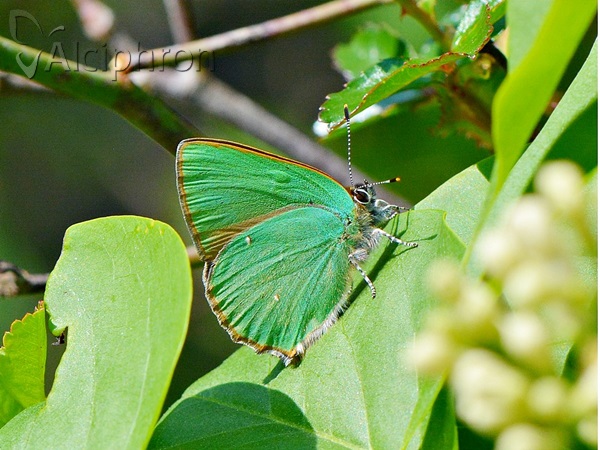 Callophrys rubi