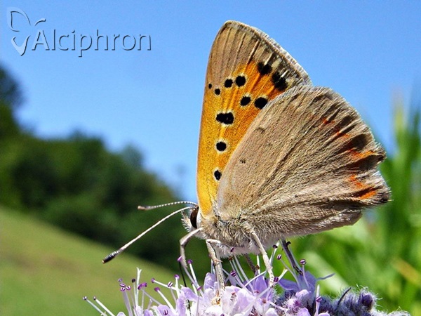Lycaena phlaeas