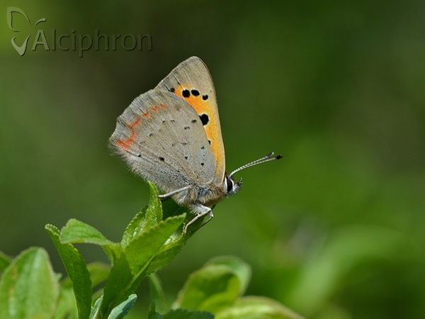Lycaena phlaeas