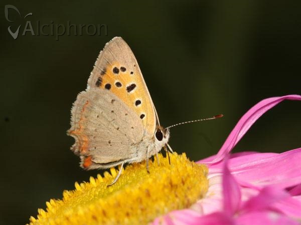 Lycaena phlaeas