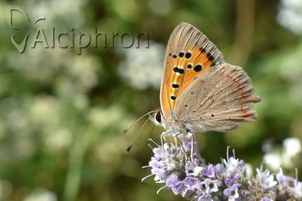 Lycaena phlaeas
