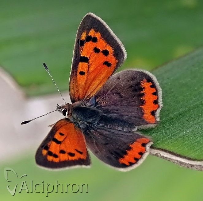 Lycaena phlaeas