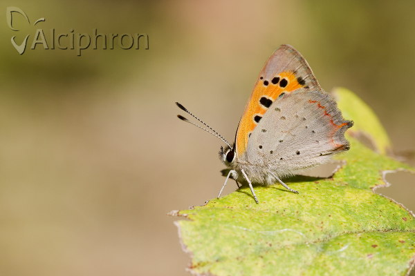 Lycaena phlaeas