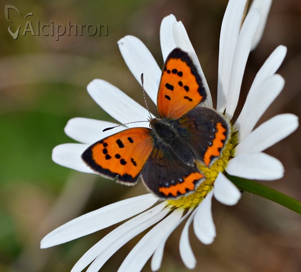 Lycaena phlaeas