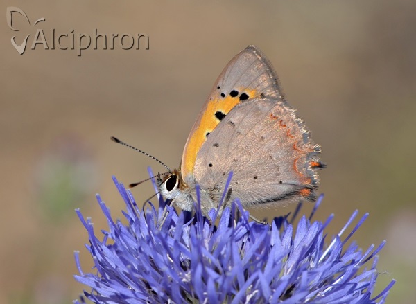 Lycaena phlaeas