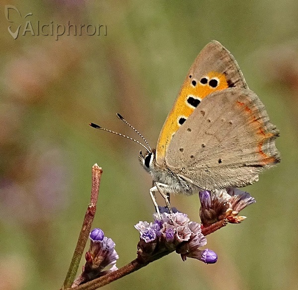 Lycaena phlaeas