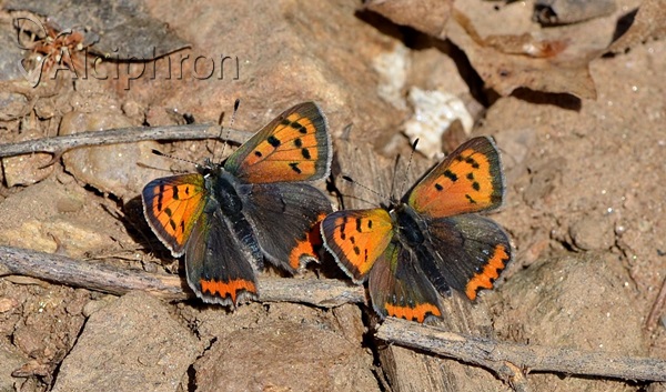 Lycaena phlaeas