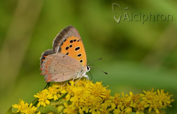 Lycaena phlaeas