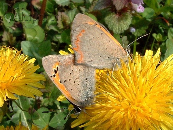 Lycaena phlaeas
