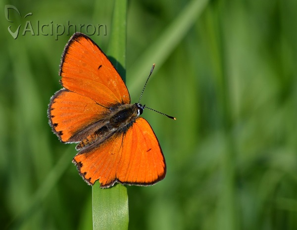 Lycaena dispar