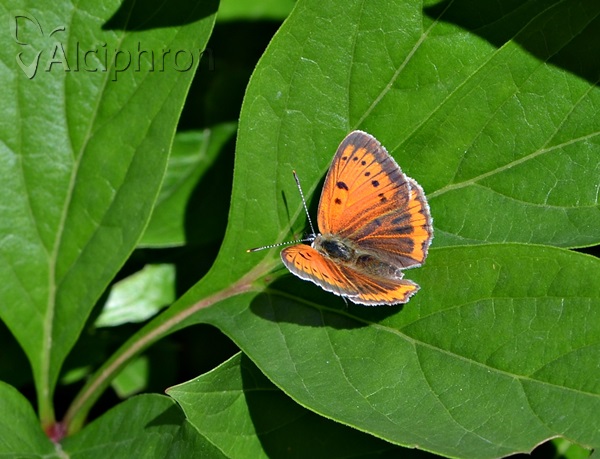 Lycaena dispar