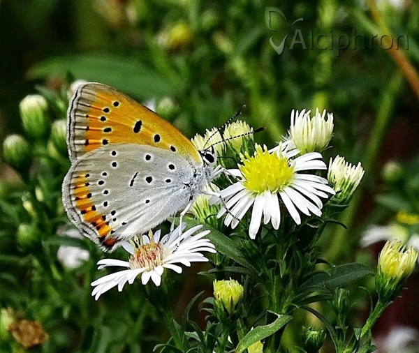 Lycaena dispar